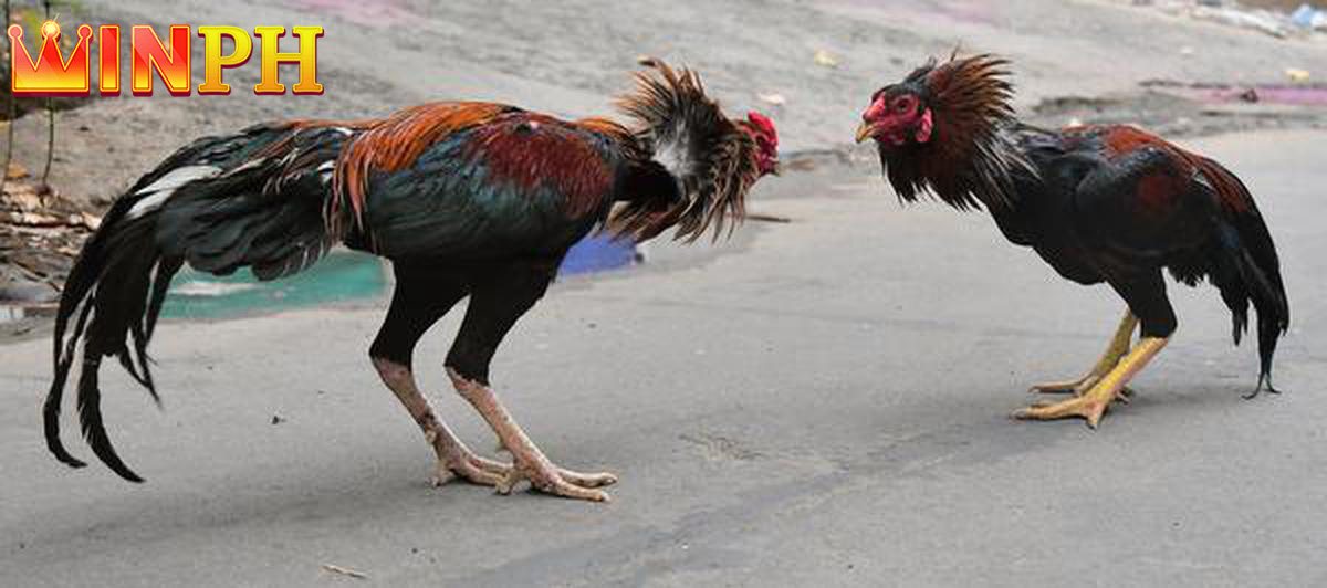 FORM OF COCKFIGHTING