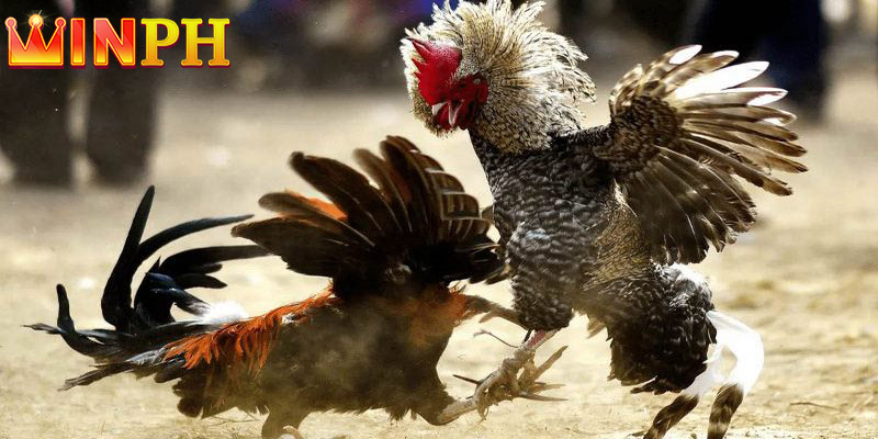 Live cockfighting C1 is one of the extremely attractive types of betting.