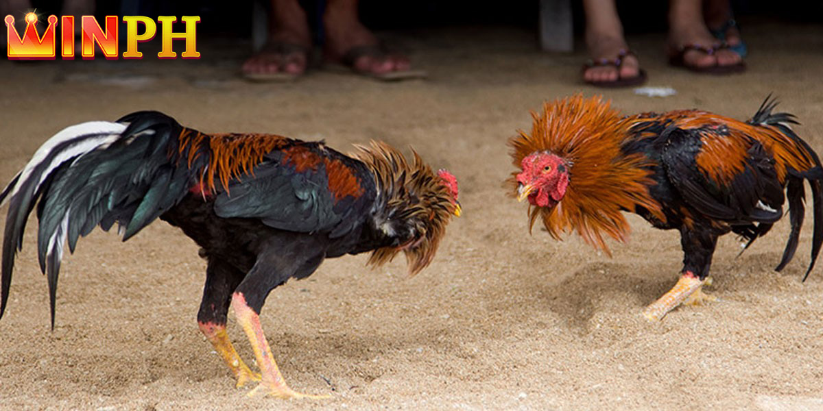 Live cockfighting C1 is very famous for its professionalism and safety.