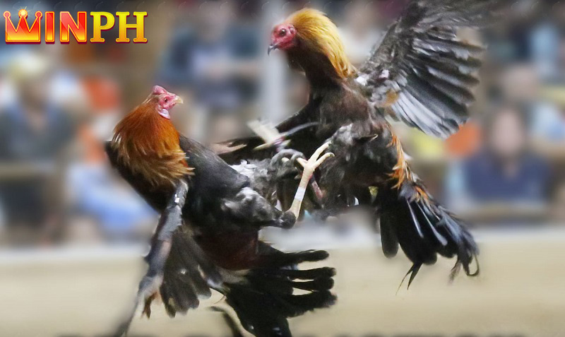 How to play live cockfighting C1 WINPH is very simple