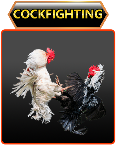 cockfighting cockfighting